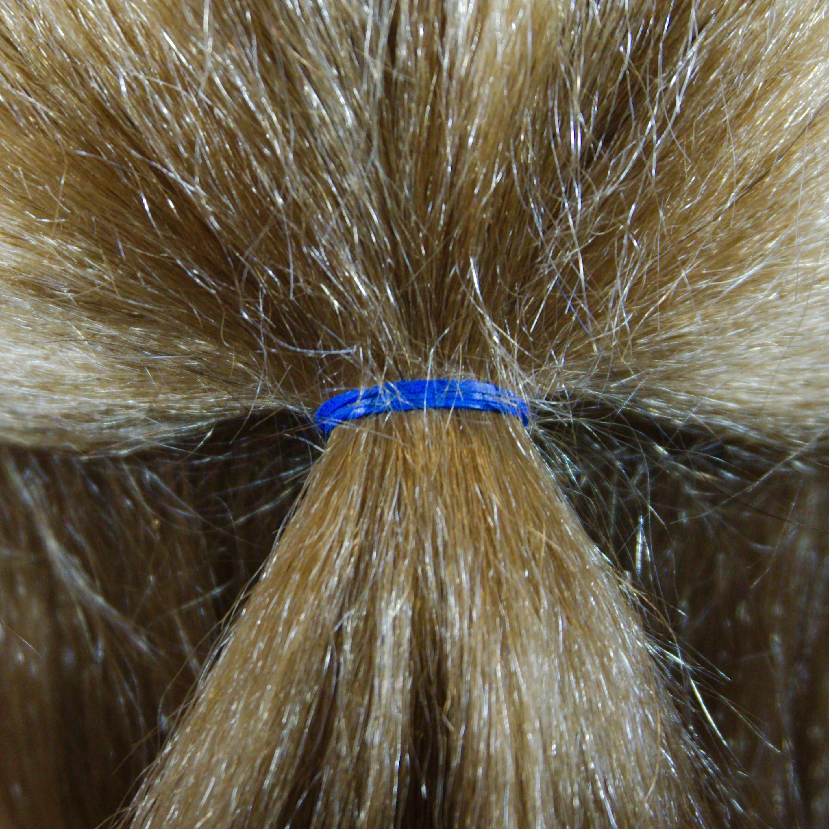 Amelia Beauty | 1/2in, Blue, Elastic Rubber Band Pony Tail Holders | Made in USA, Ideal for Ponytails, Braids, Twists, Dreadlocks, Styling Accessories for Women, Men and Girls | 1000 Pack