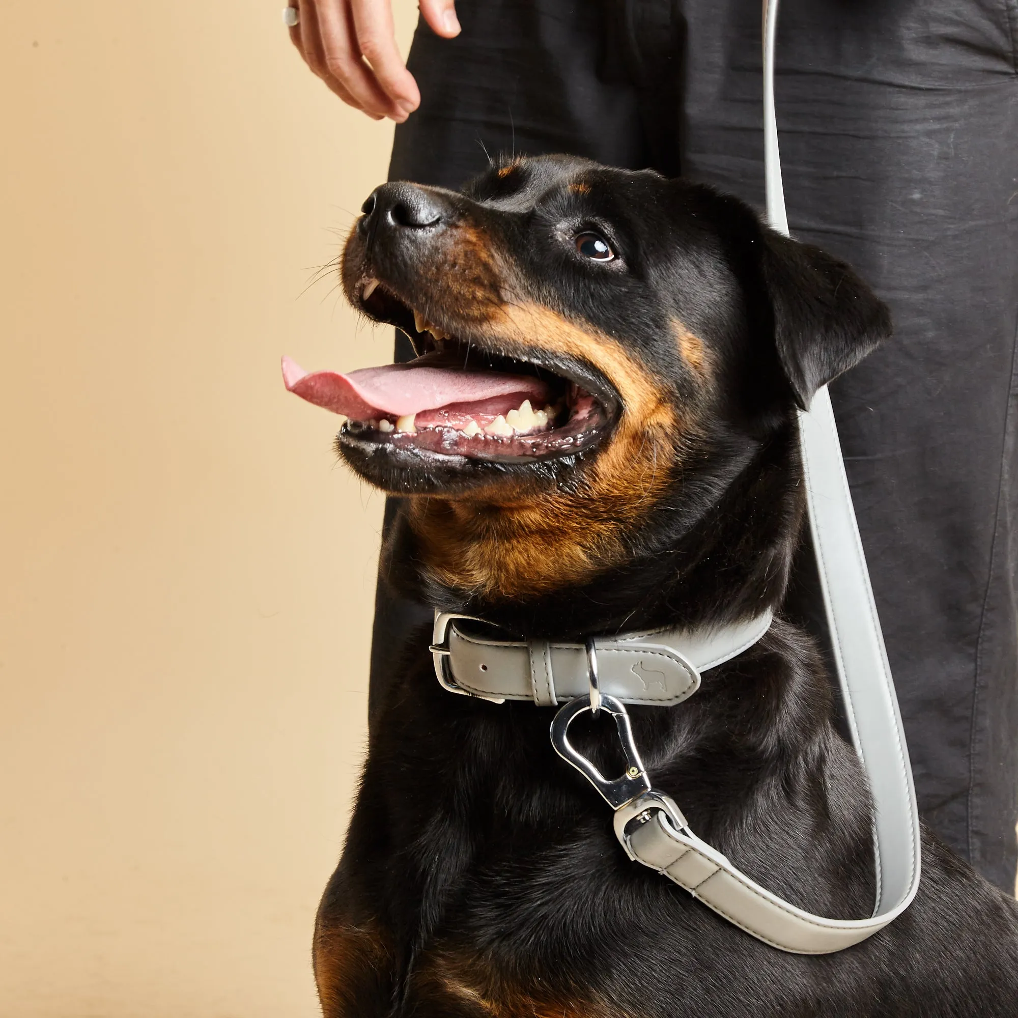 Ash Grey Dog Collar & Lead Set