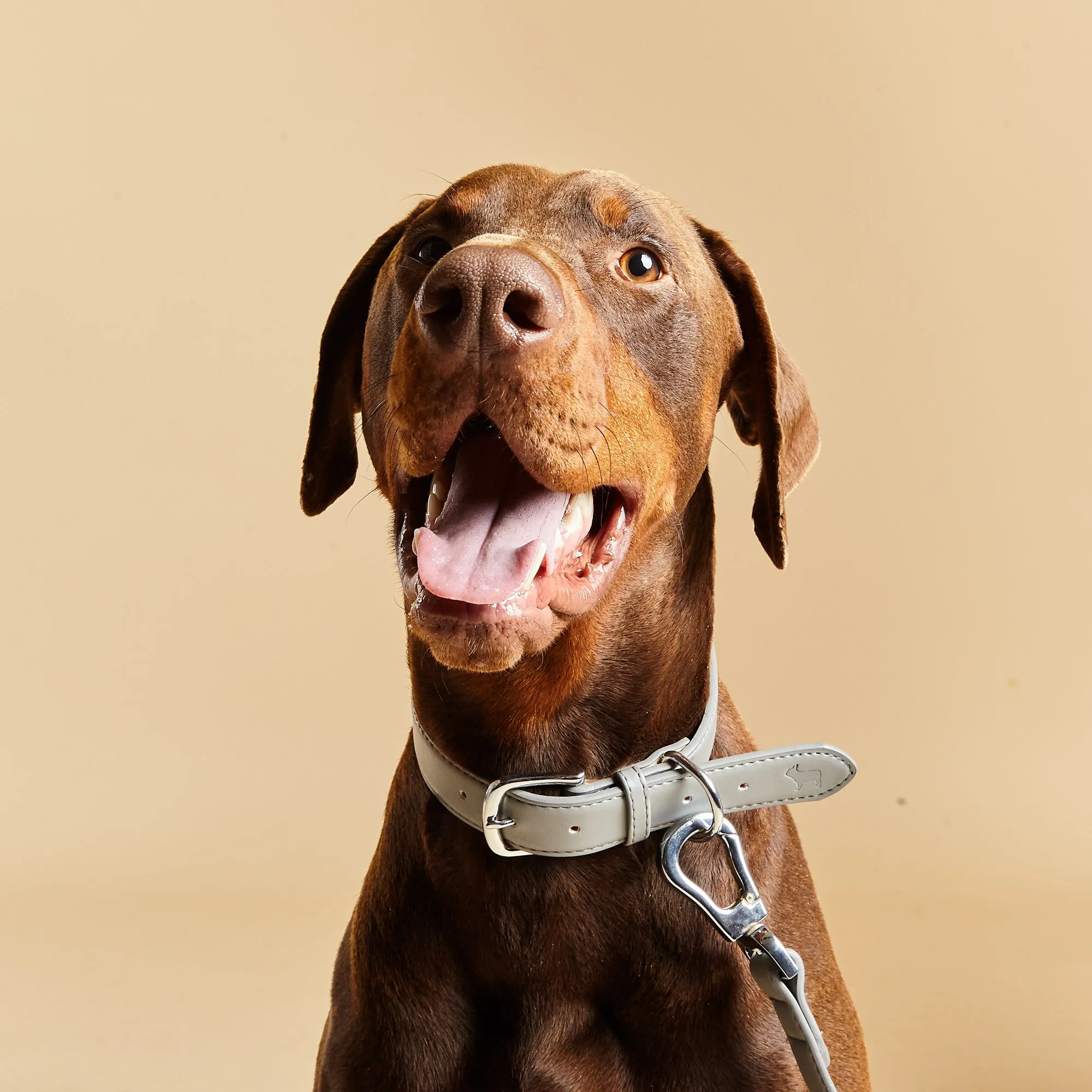 Ash Grey Dog Collar & Lead Set