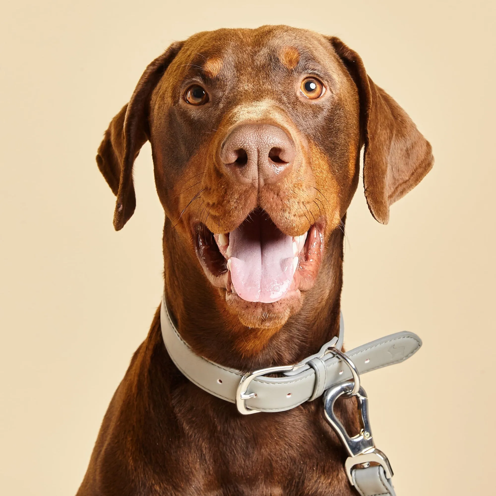 Ash Grey Dog Collar, Harness & Lead Set