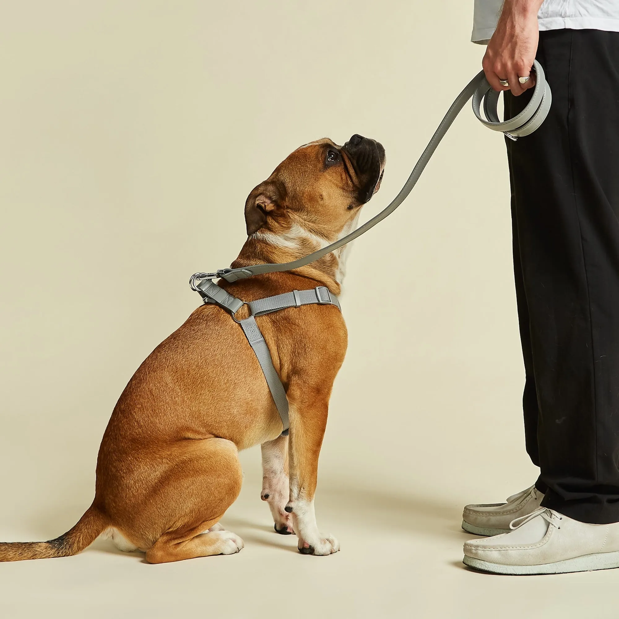 Ash Grey Dog Collar, Harness & Lead Set