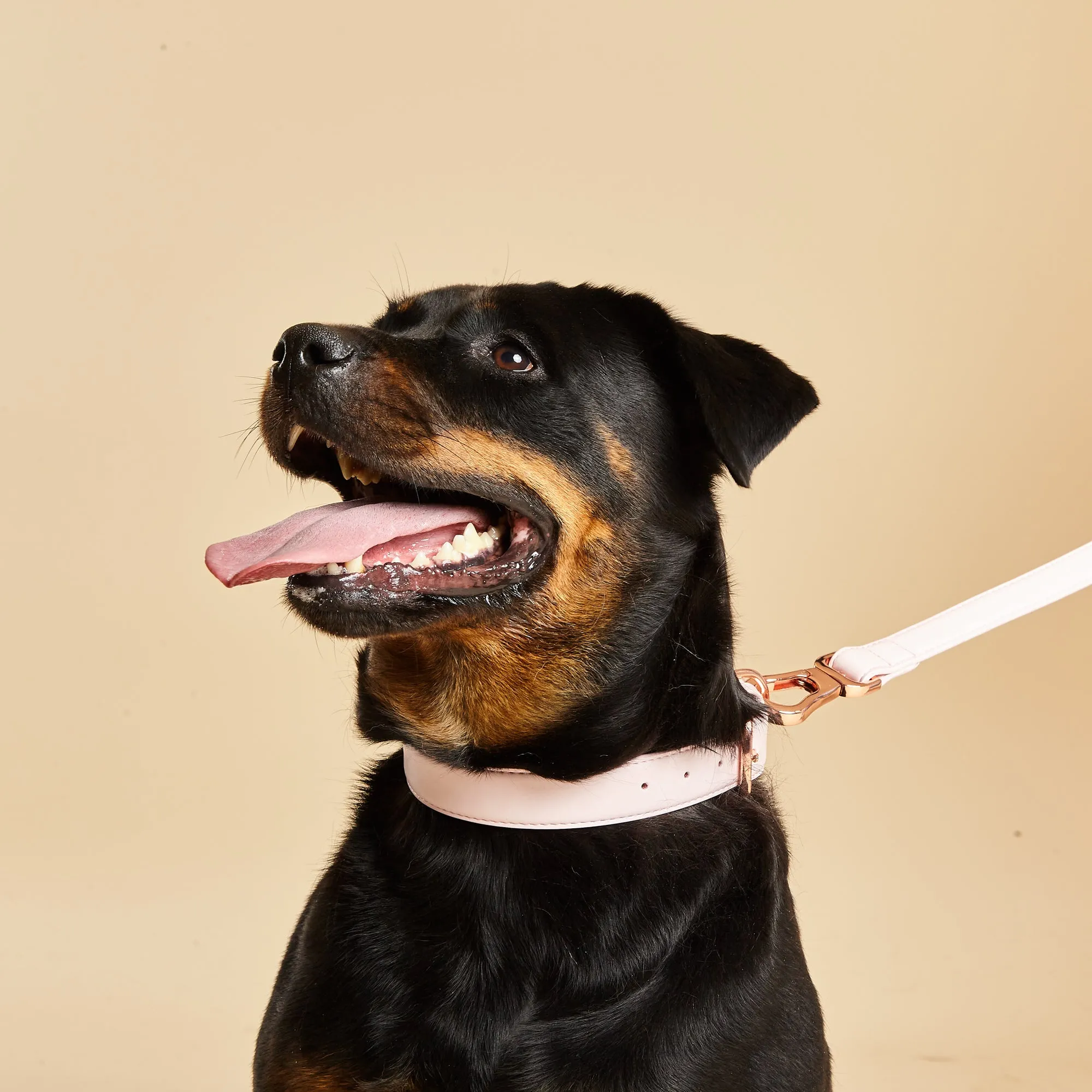 Blush Pink Dog Collar & Lead Set