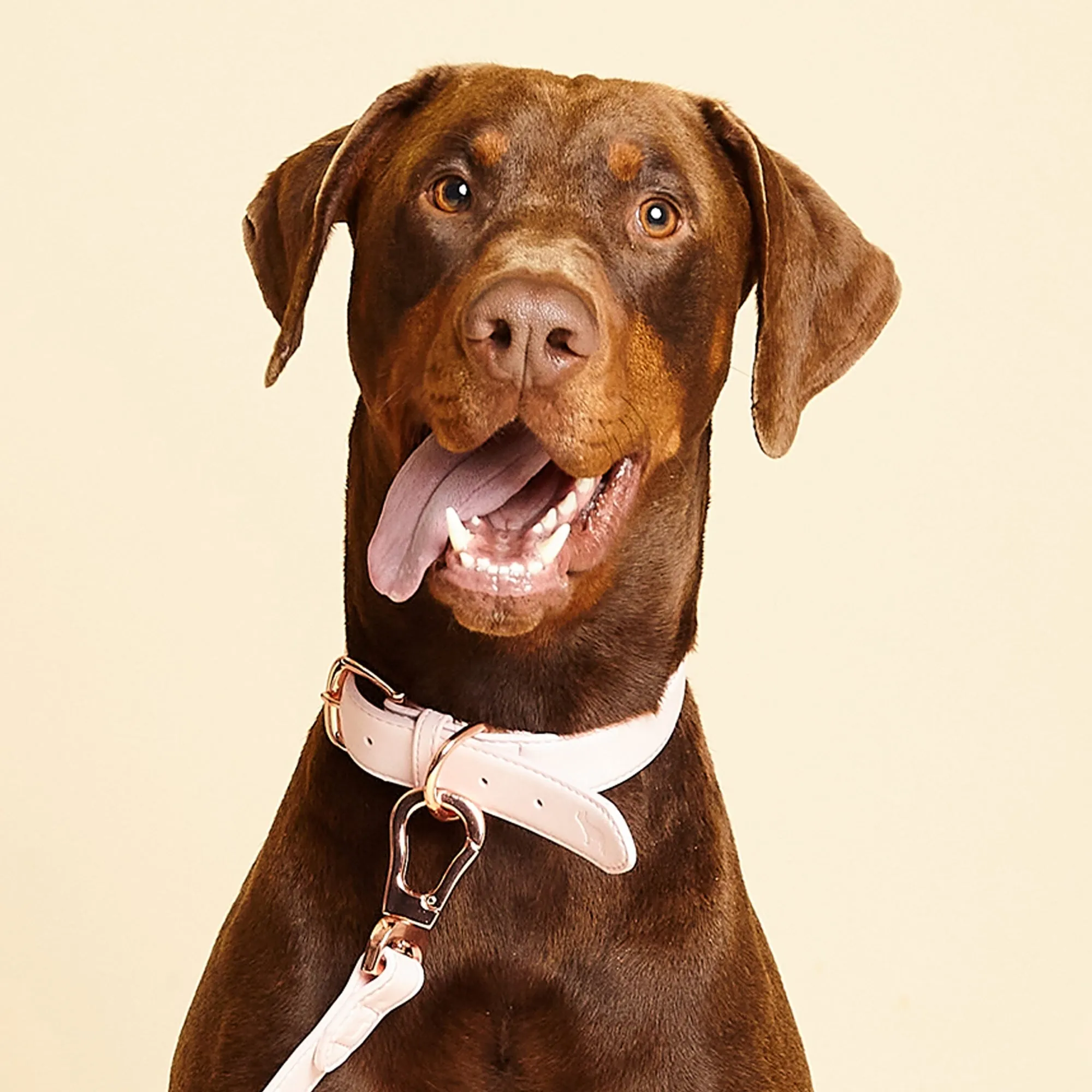 Blush Pink Dog Collar, Harness & Lead Set