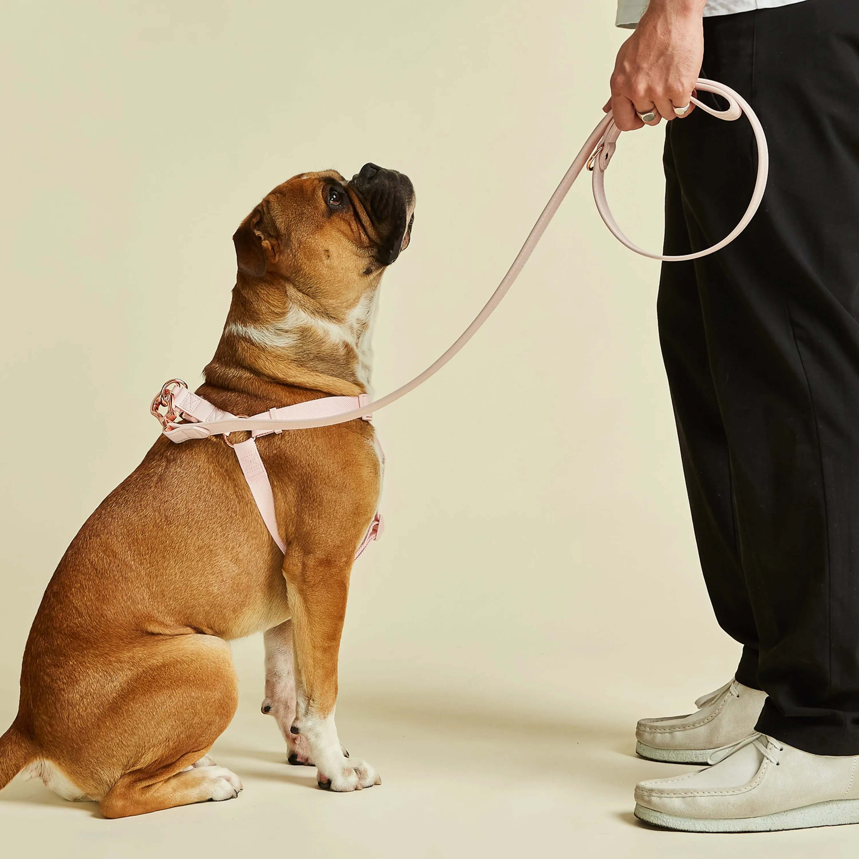 Blush Pink Dog Harness