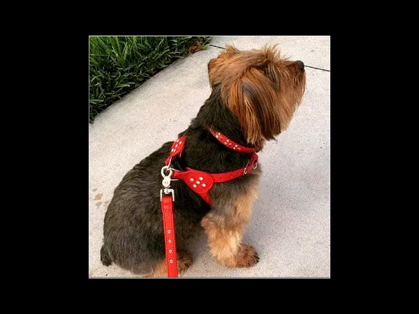 Brie Metallic Leather Step-In Dog Harness with Crystals on Straps & Side Tabs