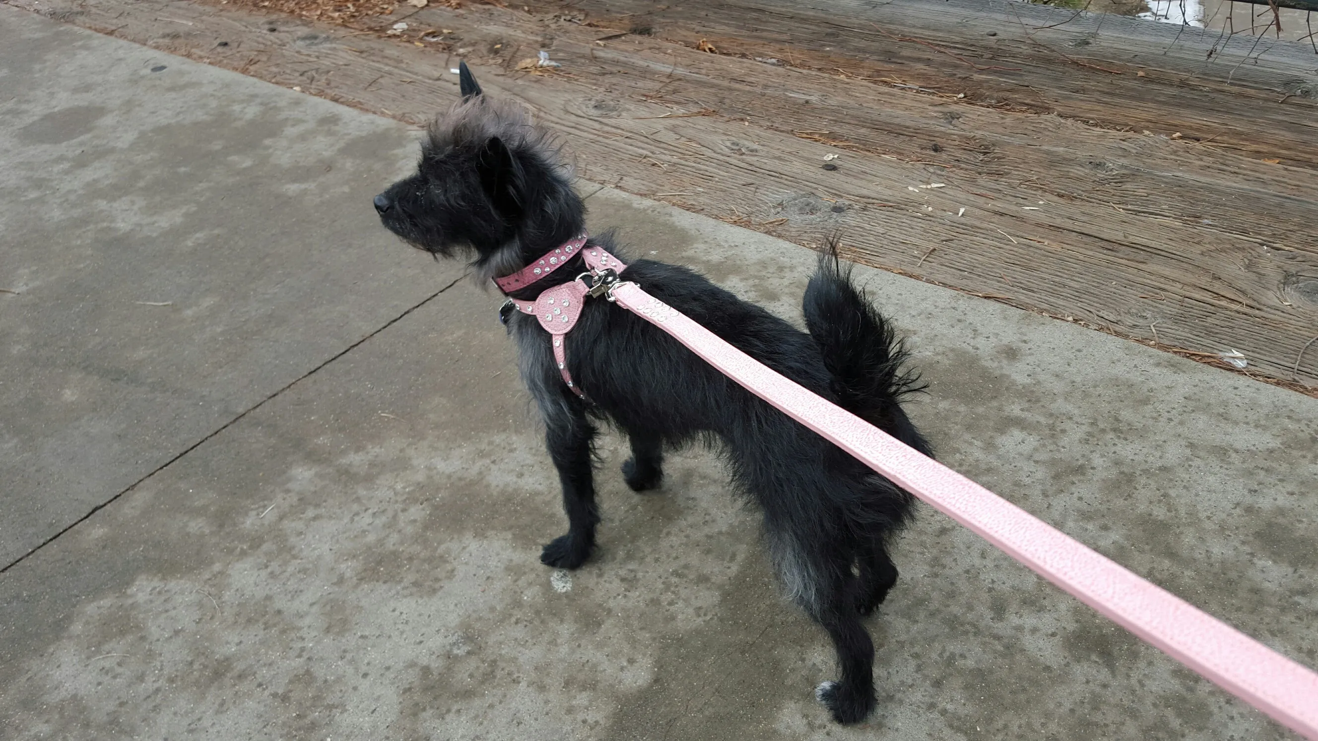 Brie Metallic Leather Step-In Dog Harness with Crystals on Straps & Side Tabs