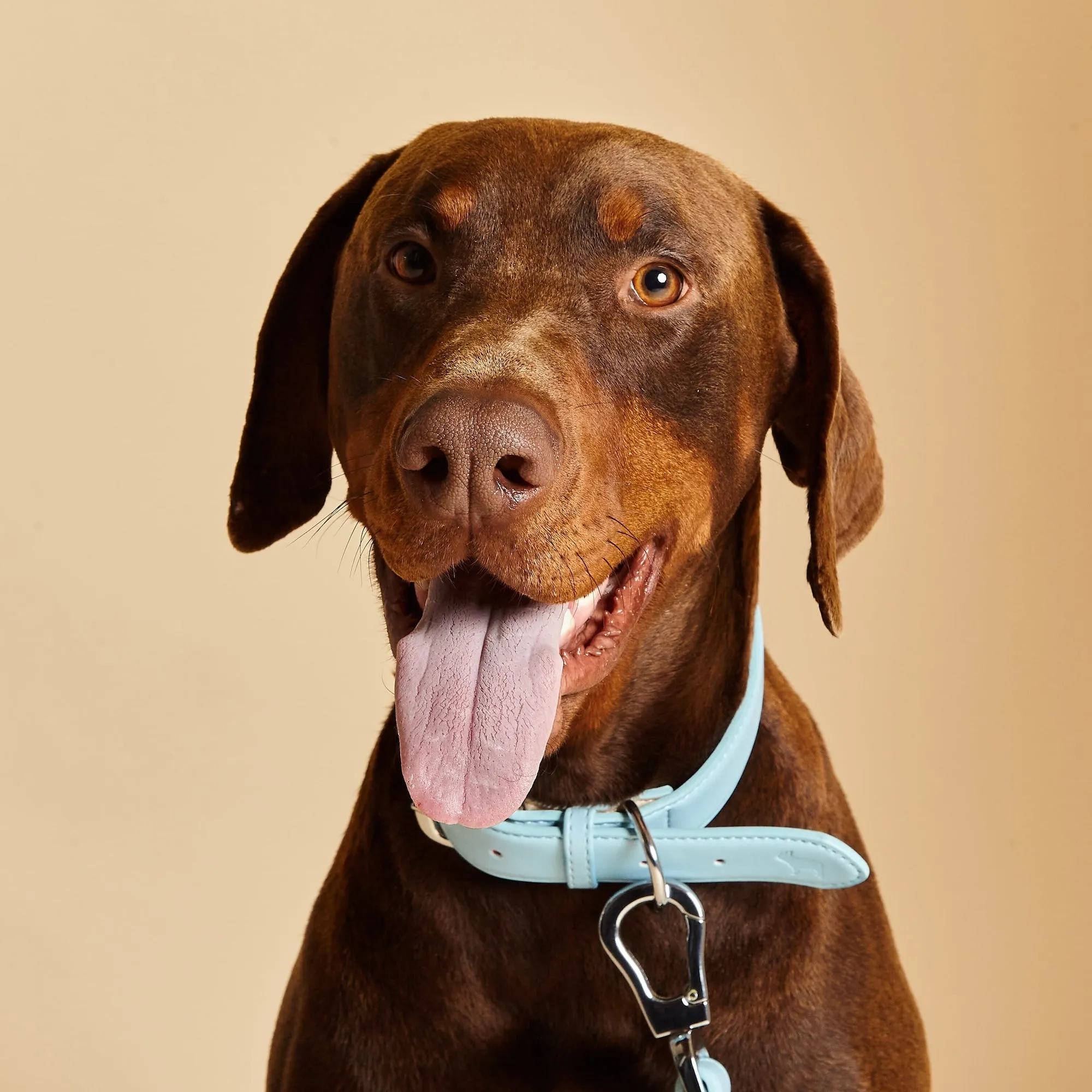 Coastal Blue Dog Collar, Harness & Lead Set