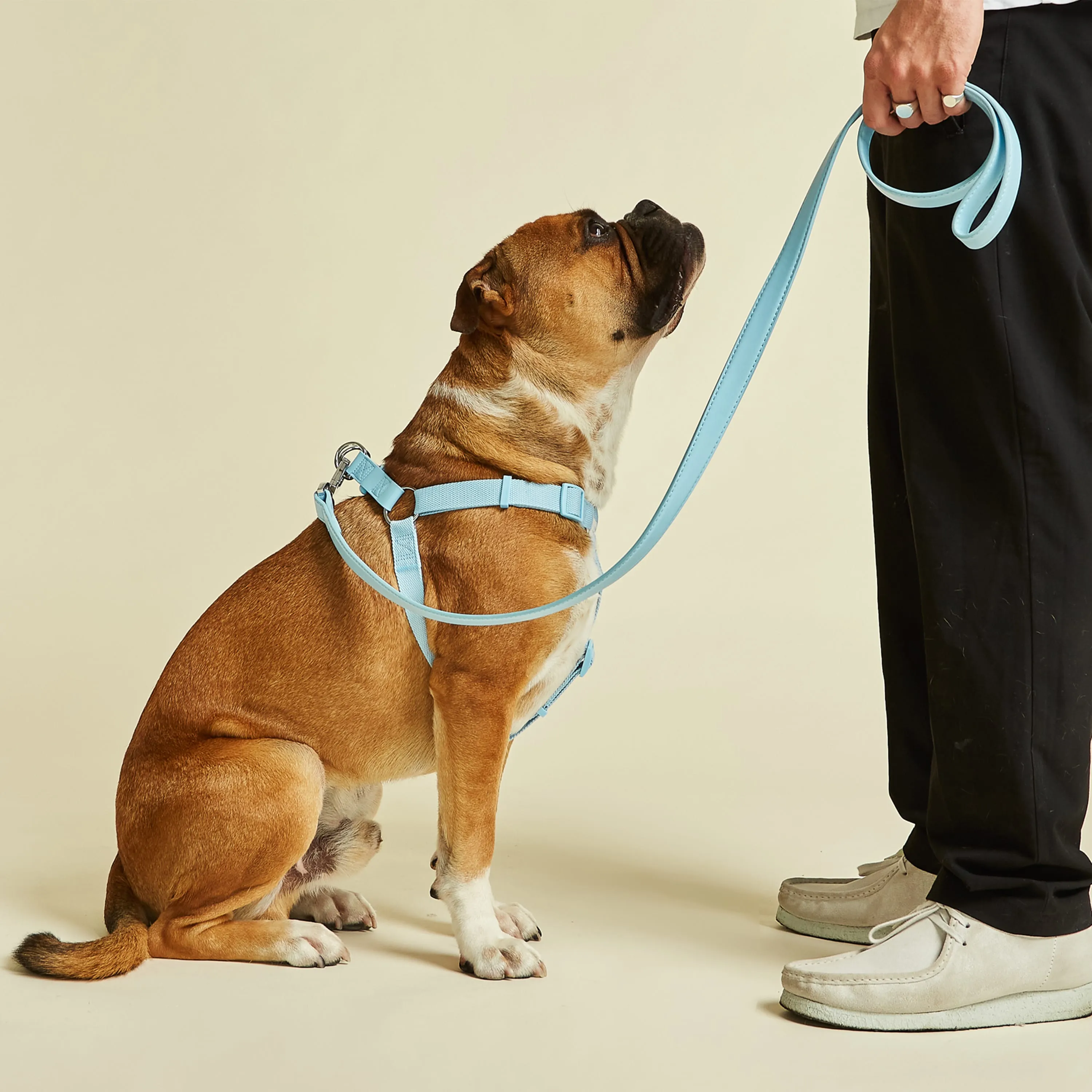 Coastal Blue Dog Harness