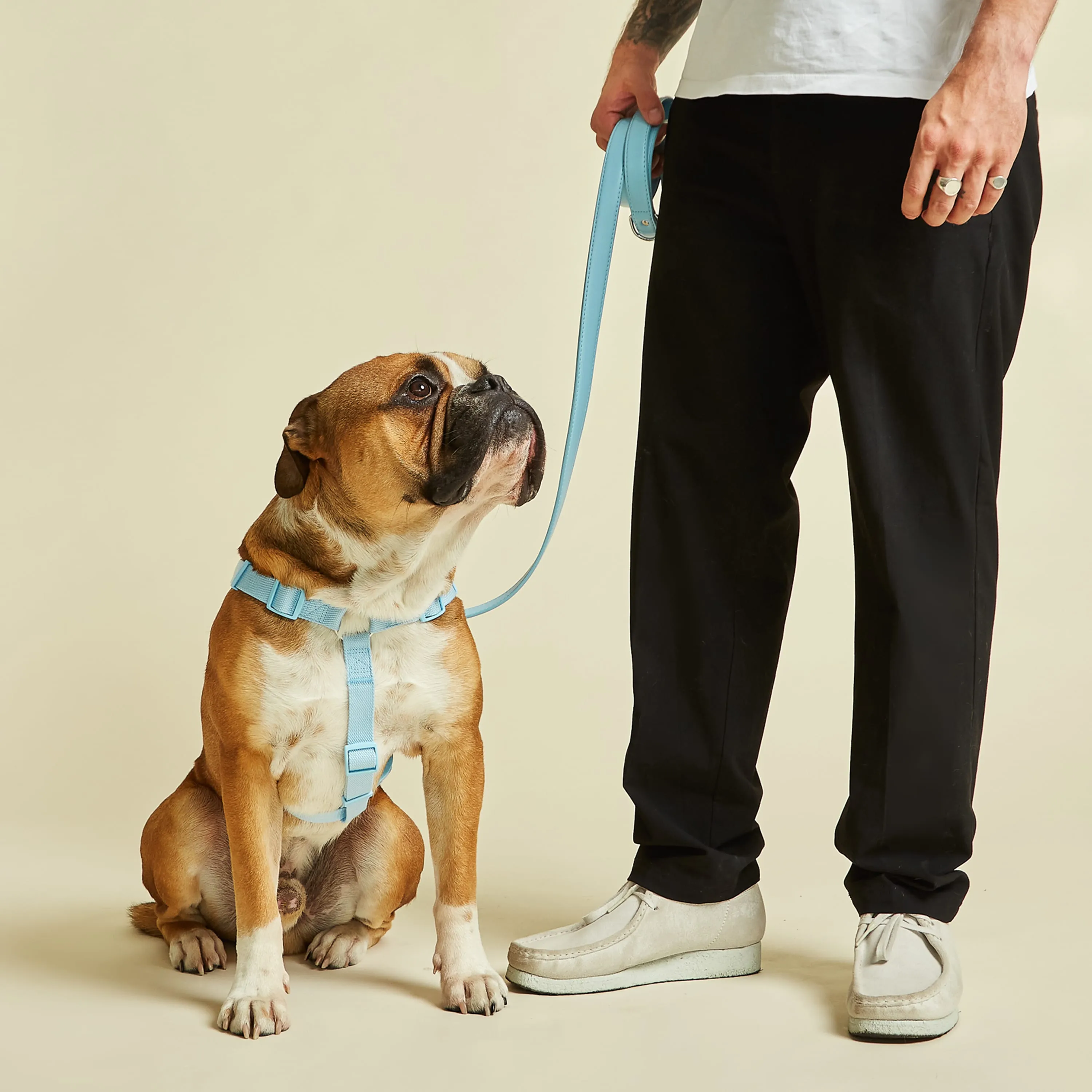 Coastal Blue Dog Harness