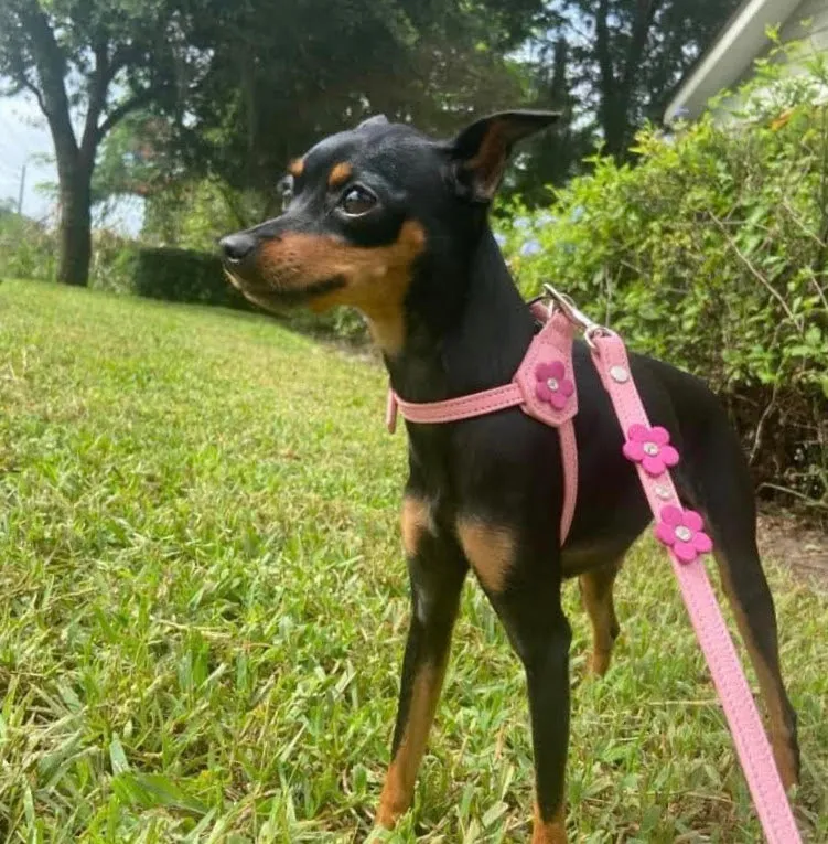 Ellie Flower Leather Dog Step-In Harness
