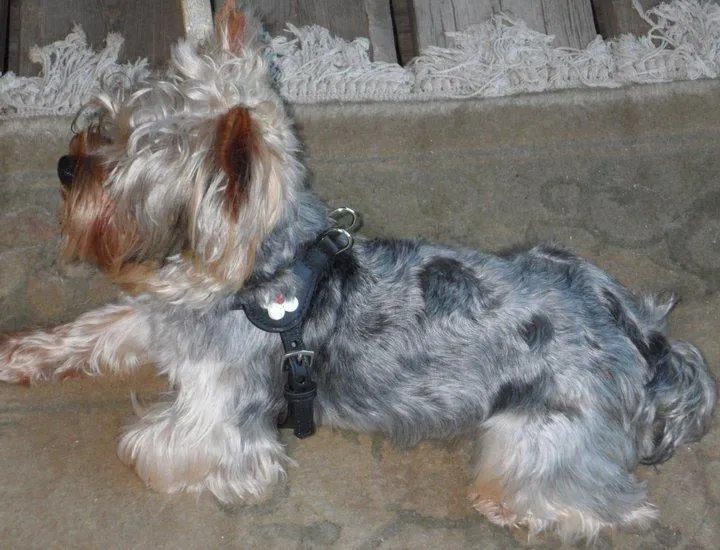 Ellie Flower Leather Dog Step-In Harness