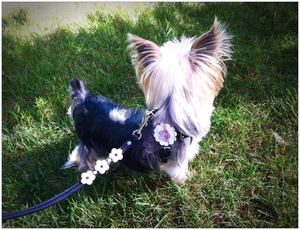 Emma Leather Flower Step In Harness with Crystal on Flower