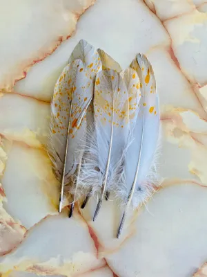 Feather 69