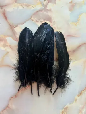 Feather 81