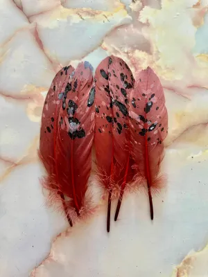 Feather 85