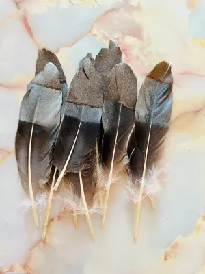 Feather 86