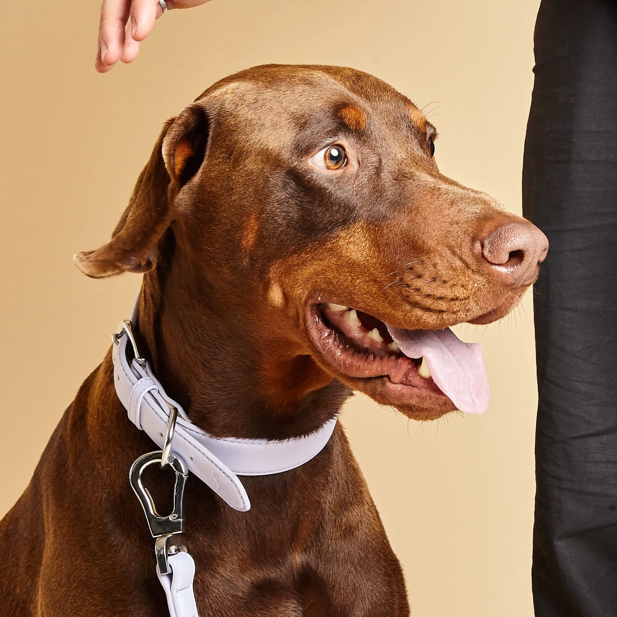 Fresh Lilac Dog Collar, Harness & Lead Set