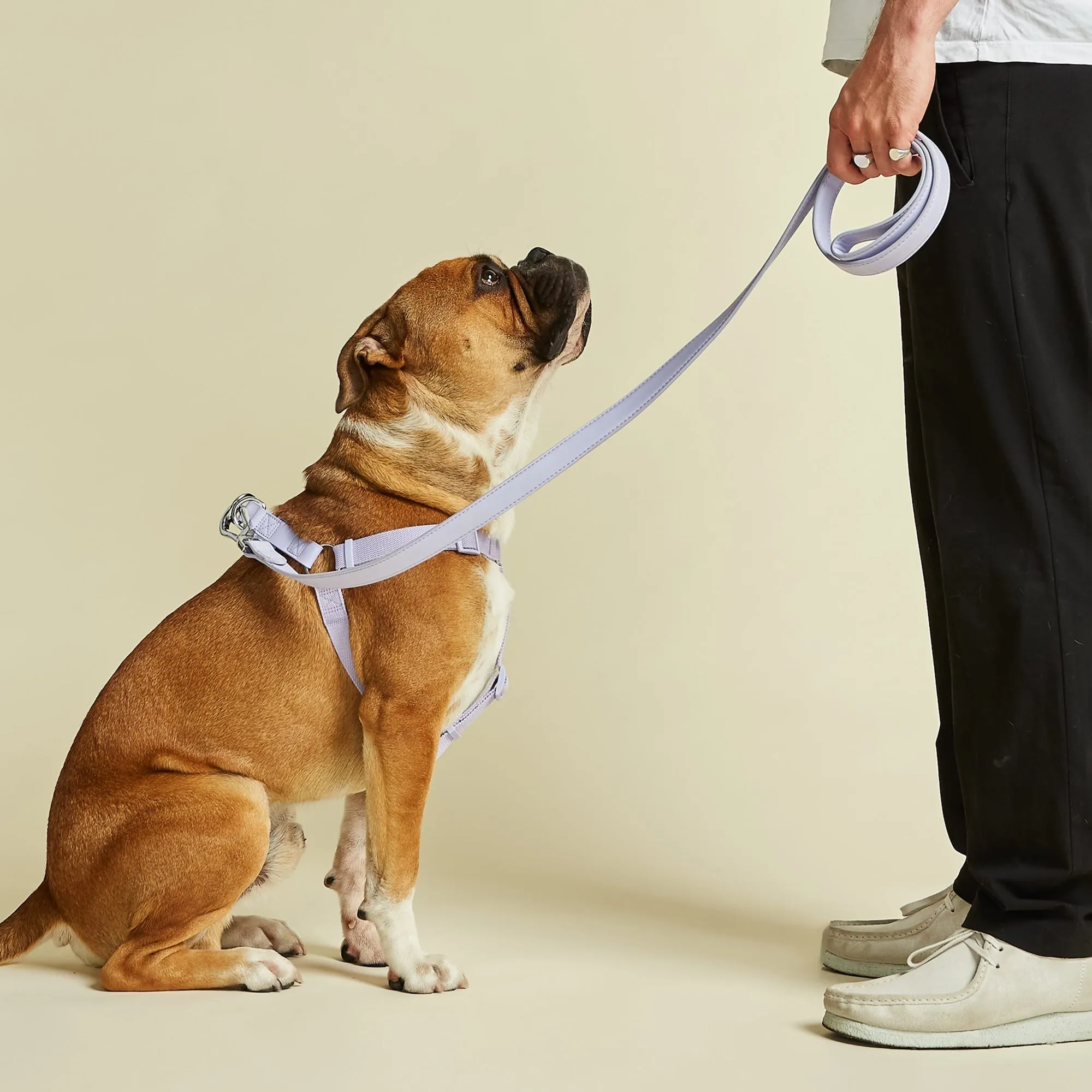 Fresh Lilac Dog Collar, Harness & Lead Set