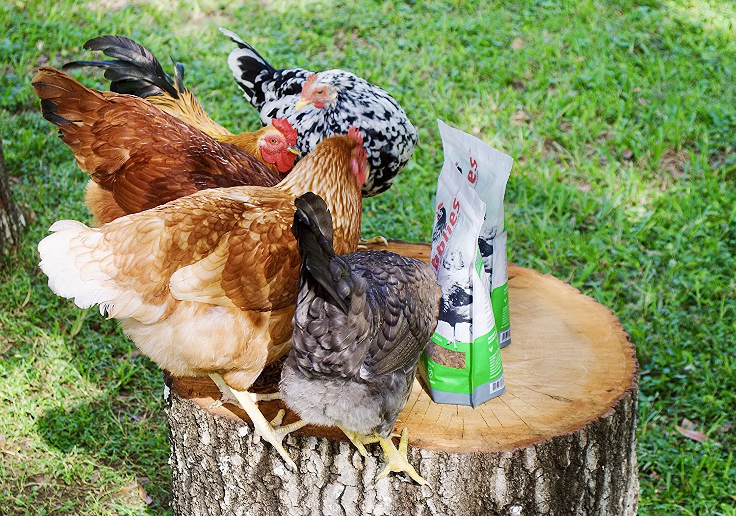 Grubblies - Wholesome USA Grown Treats for Chickens