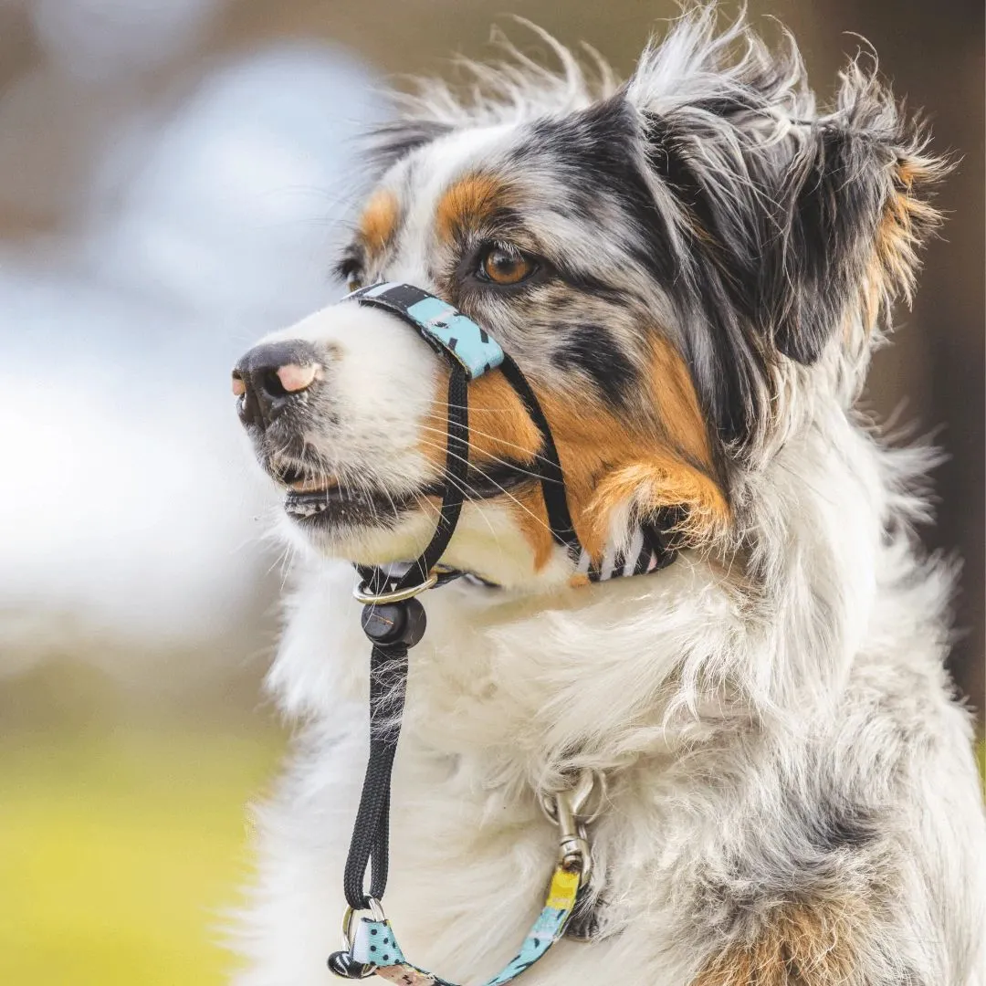 High Top Halter    Safety Clip