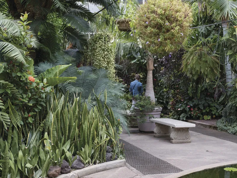 Jungle Walk