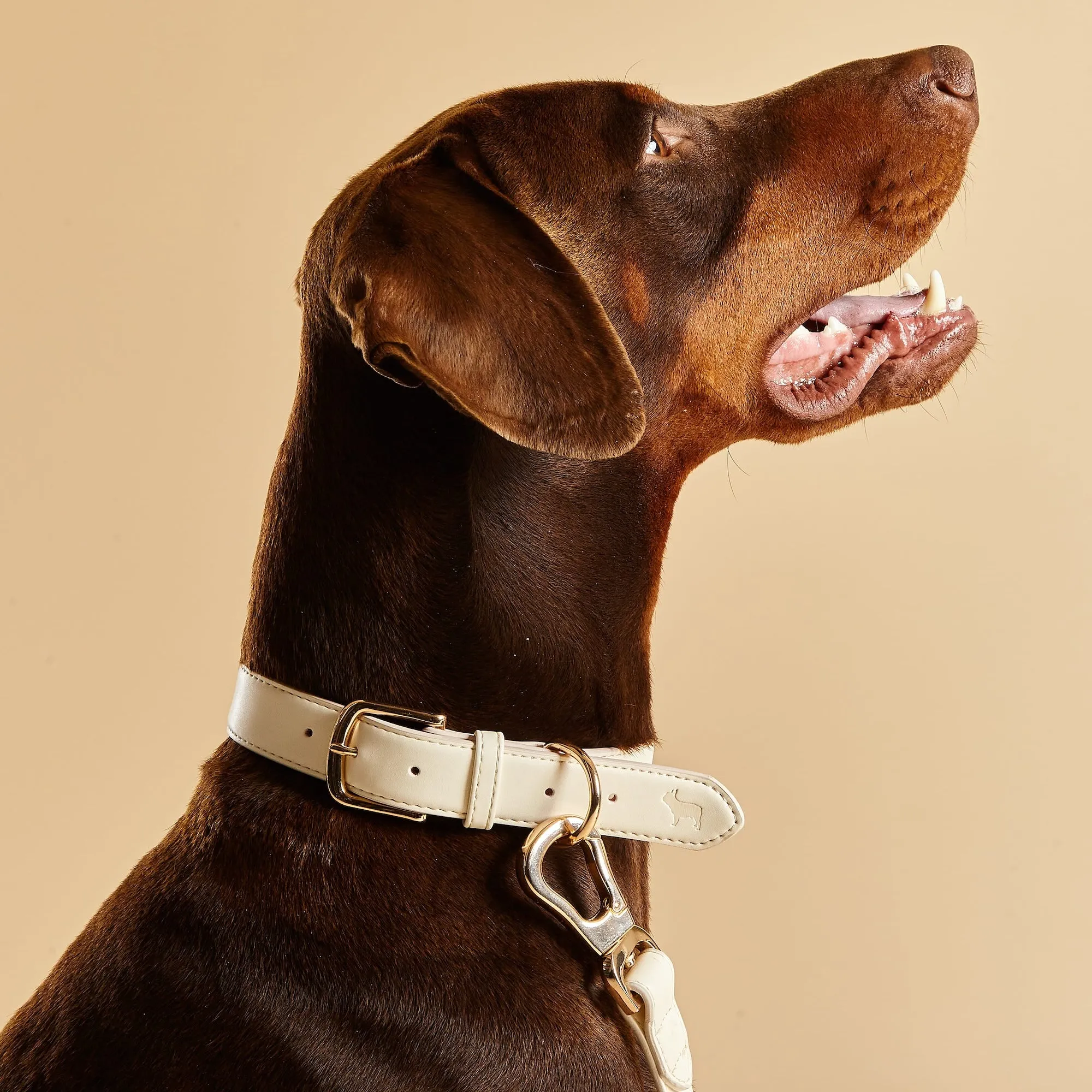 Light Ivory Dog Collar, Harness & Lead Set