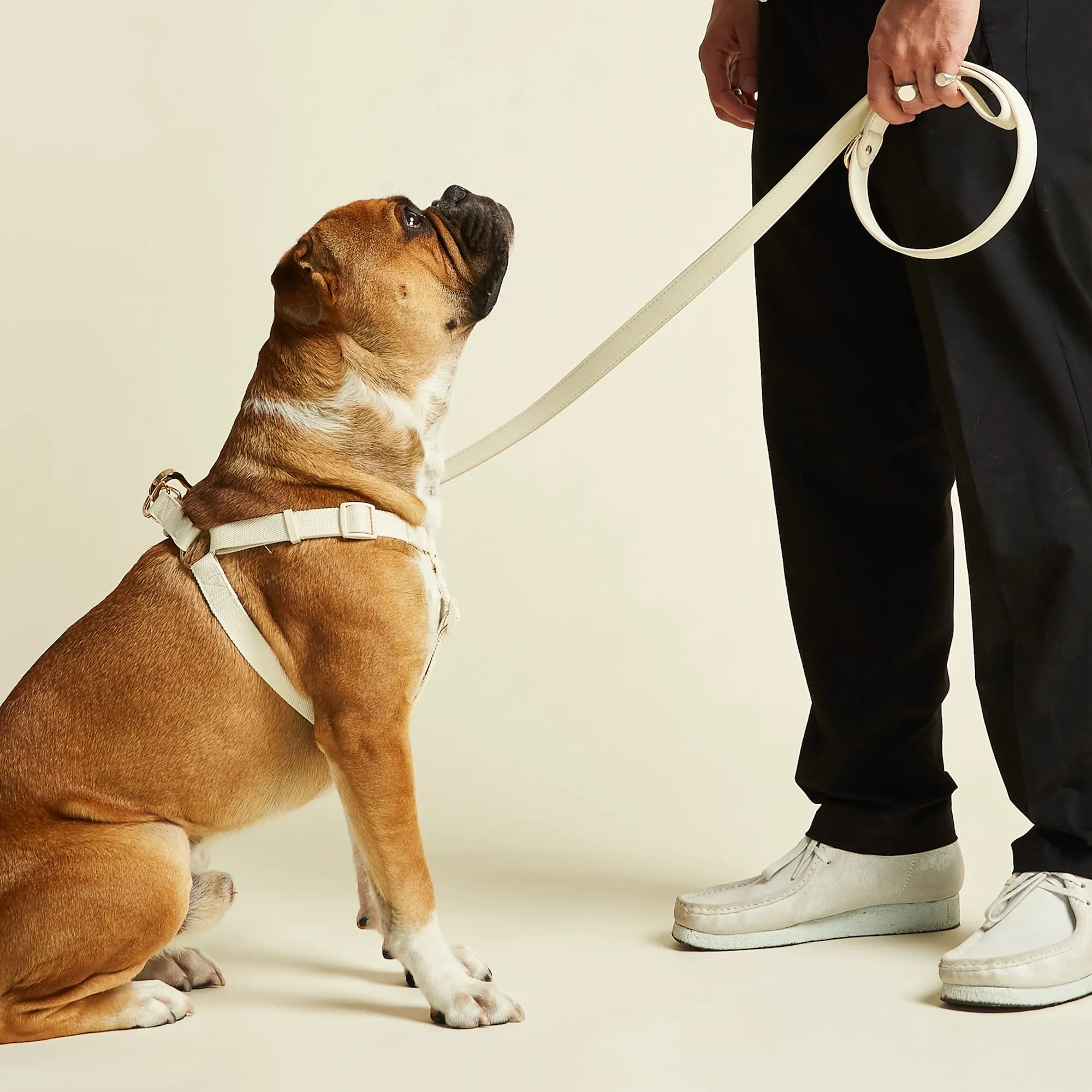 Light Ivory Dog Harness & Lead Set
