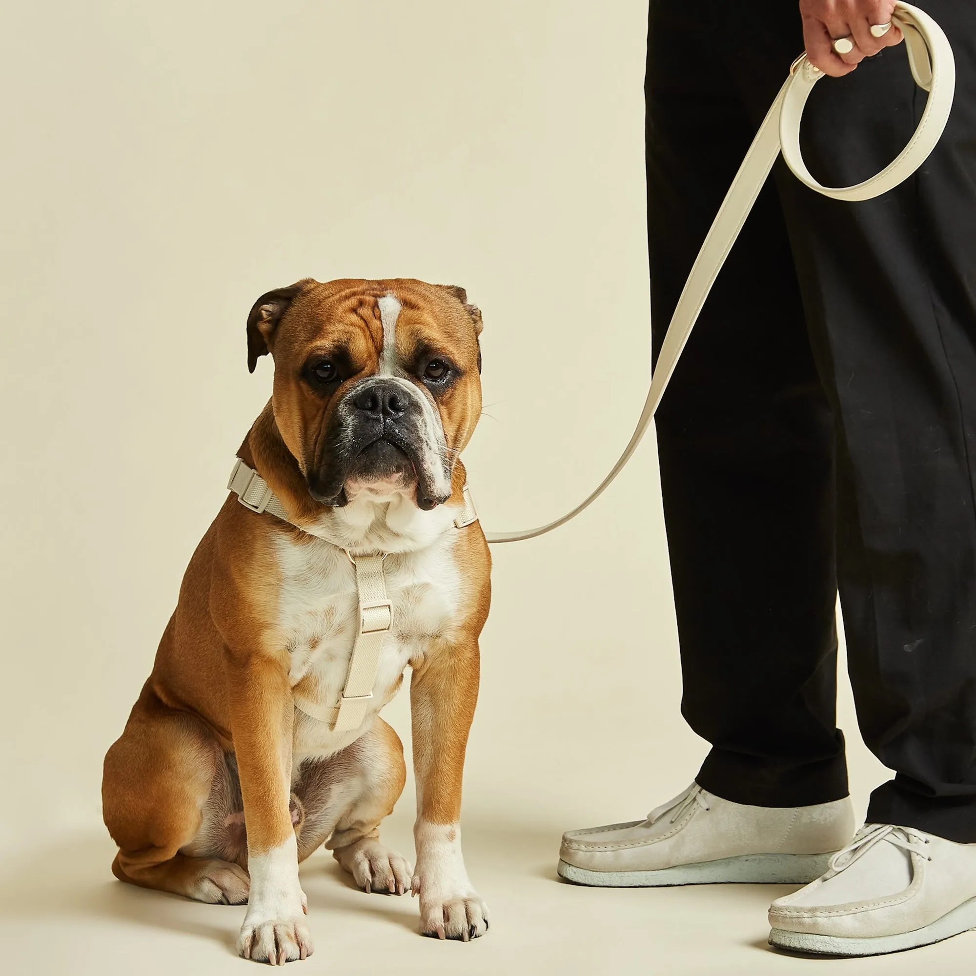 Light Ivory Dog Harness & Lead Set