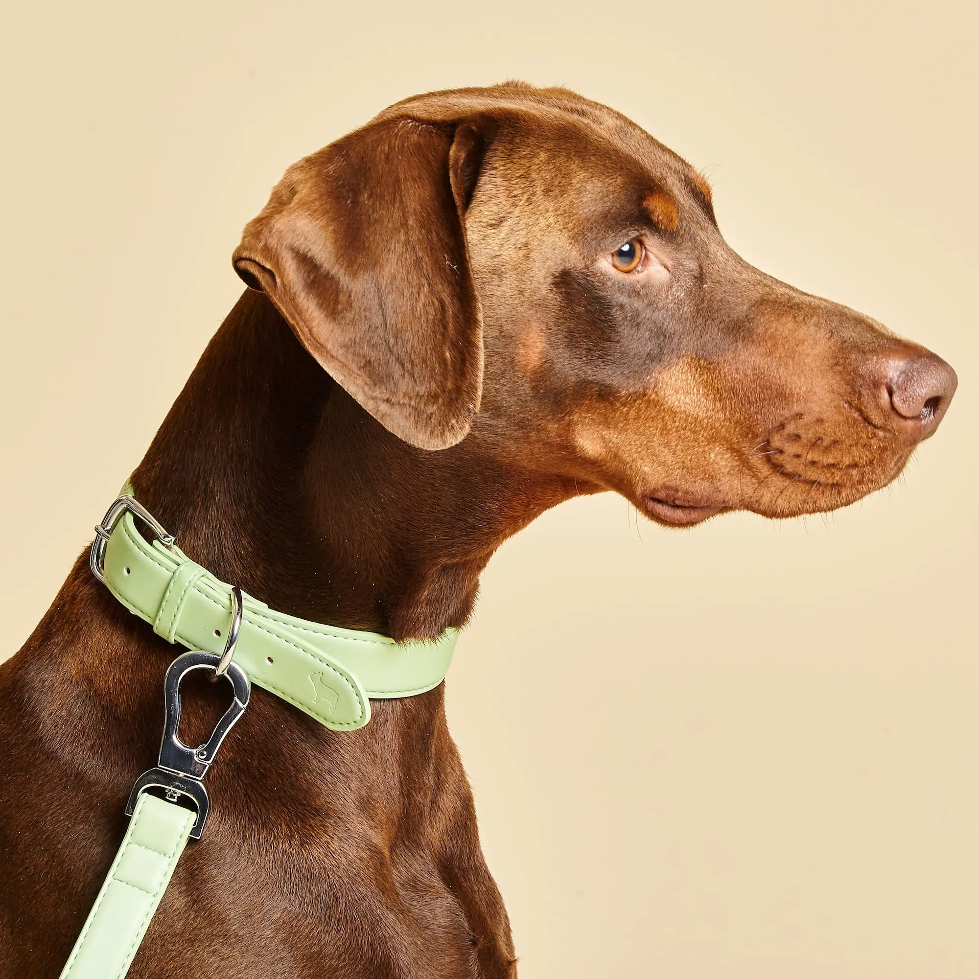 Lush Green Dog Collar, Harness & Lead Set