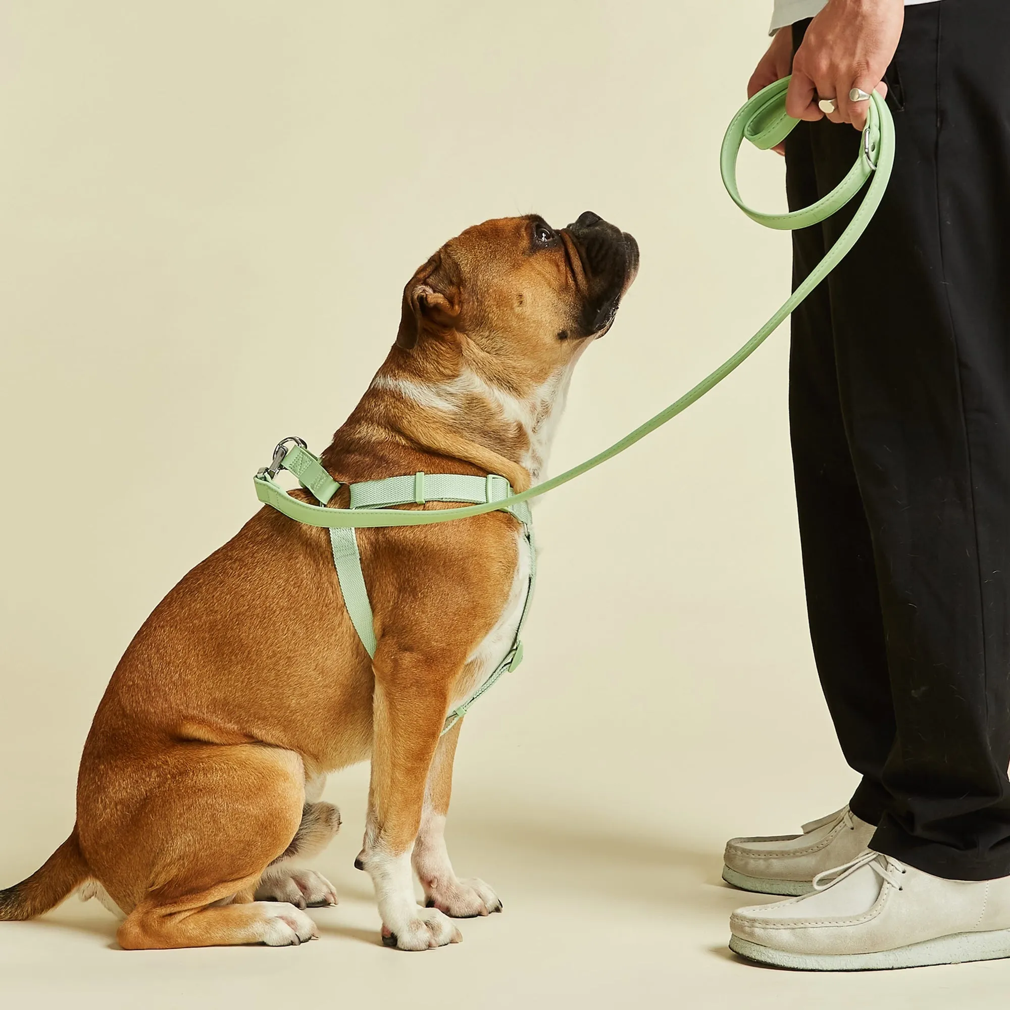 Lush Green Dog Collar, Harness & Lead Set