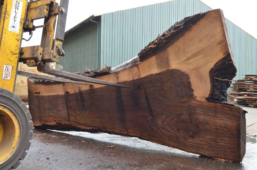 Oregon Black Walnut Slab 081522-02