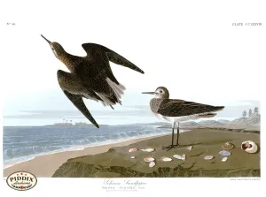 PDXC20814 -- Audubon Schinz's Sandpiper