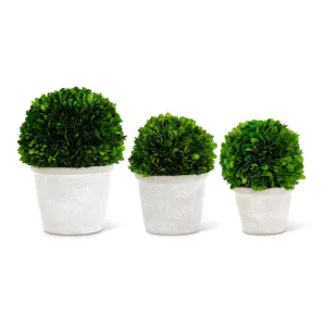Preserved Boxwood Ball in Whitewash Pot
