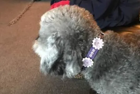Rumi Flower Leather Dog Collar with 3 Crystals between Flower