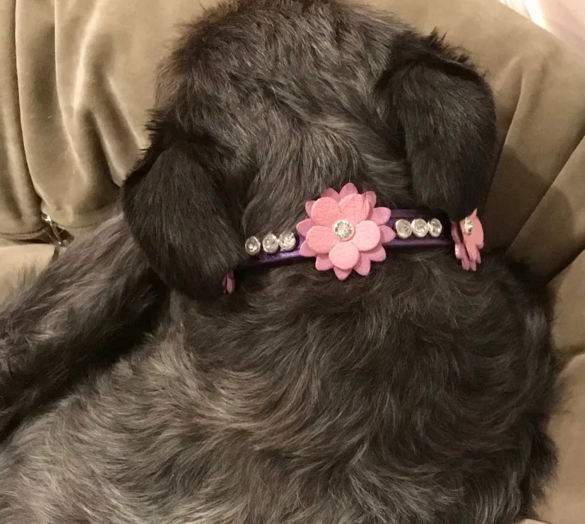 Rumi Flower Leather Dog Collar with 3 Crystals between Flower
