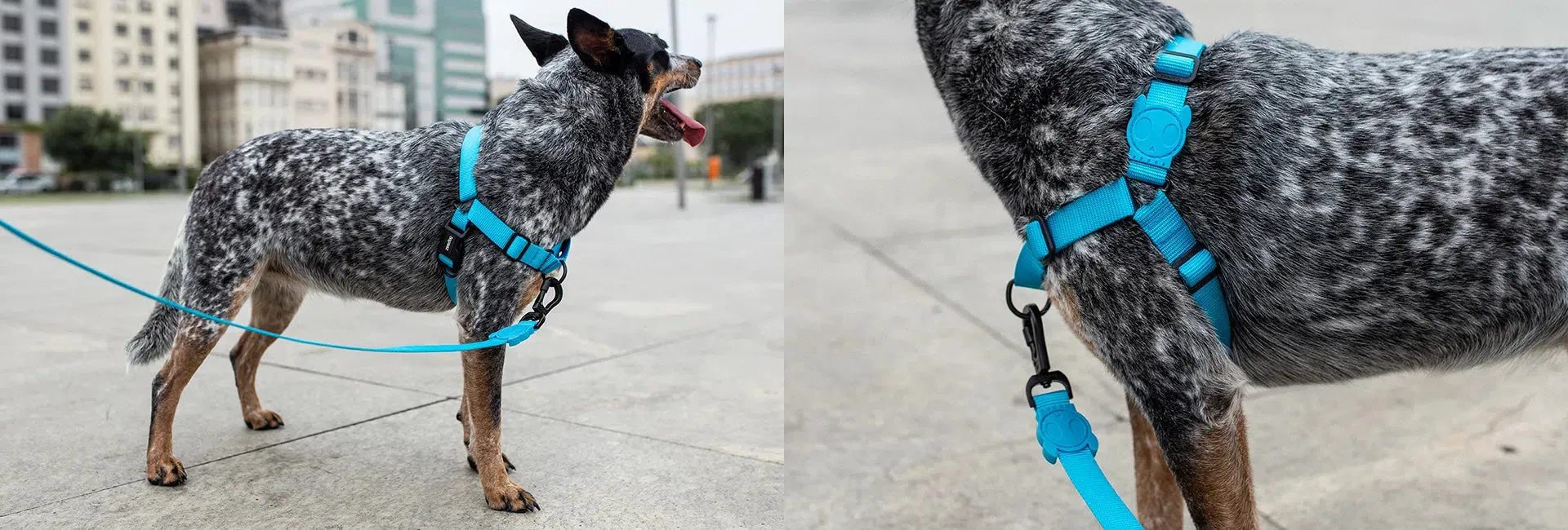 Soft-Walk Harness - Ultimate Blue