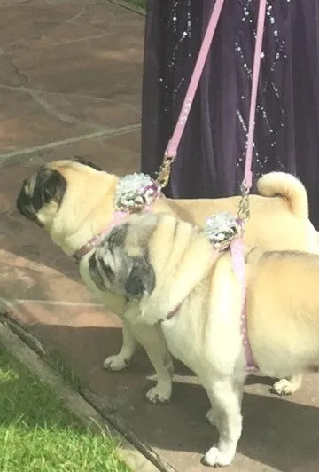 Stella Leather K Harness All Clear Crystal Cluster