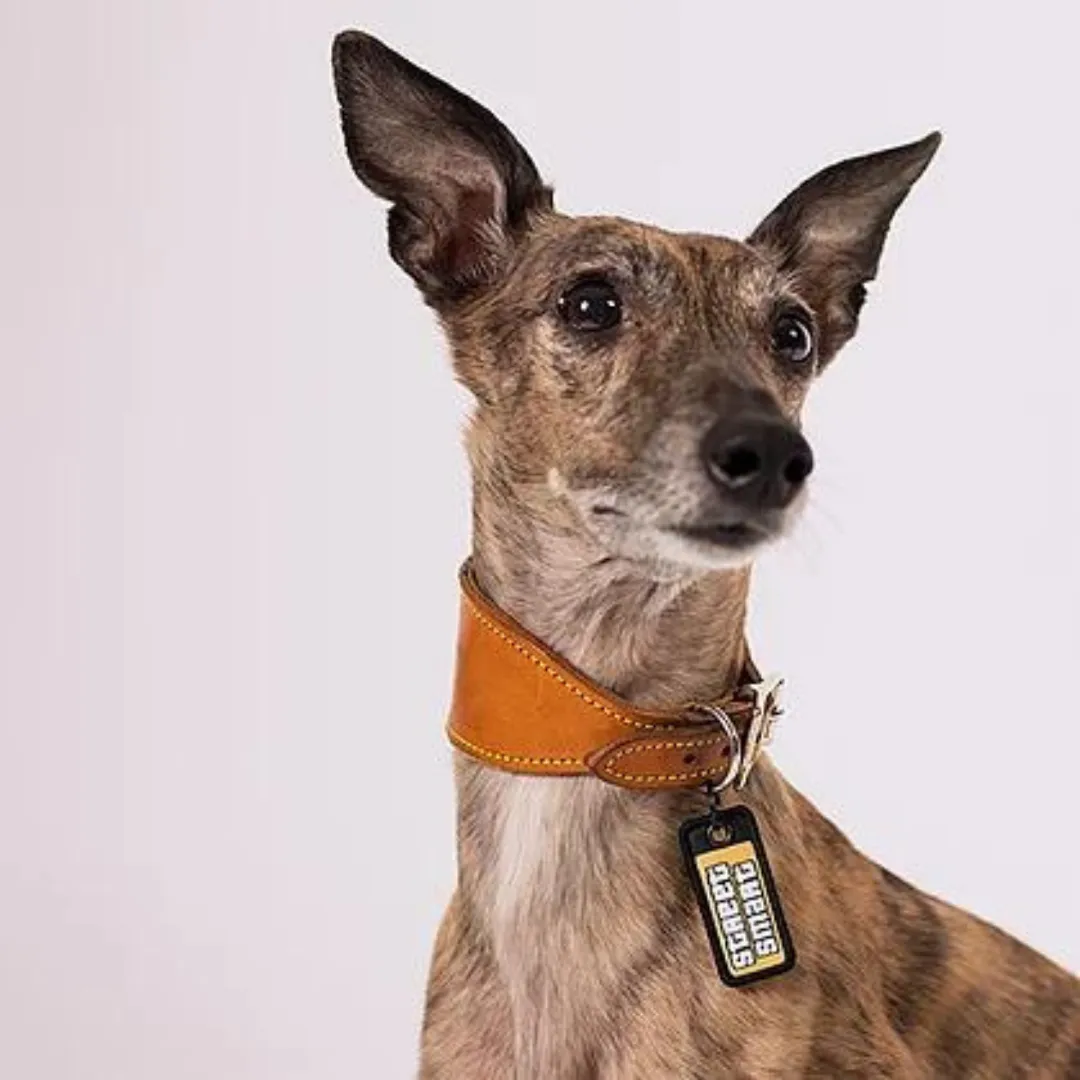 Street Smart - Dog Tag